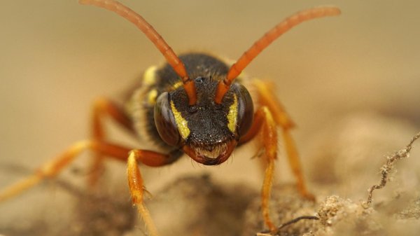 Frelon asiatique : protéger votre jardin et votre maison :